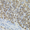 Immunohistochemistry of paraffin-embedded Mouse stomach using MARVELD2 Polyclonal Antibody