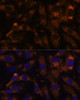 Immunofluorescence analysis of U-2 OS cells using SUCLG2 Polyclonal Antibody at dilution of  1:100 (40x lens). Blue: DAPI for nuclear staining.