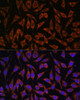 Immunofluorescence analysis of L929 cells using PASK Polyclonal Antibody at dilution of  1:100. Blue: DAPI for nuclear staining.