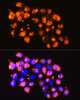 Immunofluorescence analysis of HeLa cells using EPB41L2 Polyclonal Antibody at dilution of  1:100. Blue: DAPI for nuclear staining.