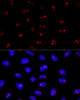 Confocal immunofluorescence analysis of U2OS cells using EBNA1BP2 Polyclonal Antibody at dilution of  1:200. Blue: DAPI for nuclear staining.