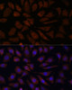 Immunofluorescence analysis of L929 cells using OAS3 Polyclonal Antibody at dilution of  1:100. Blue: DAPI for nuclear staining.