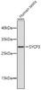 Western blot analysis of extracts of Human testis using SYCP3 Polyclonal Antibody.