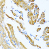 Immunohistochemistry of paraffin-embedded Mouse heart using COL9A3 Polyclonal Antibody at dilution of  1:100 (40x lens).
