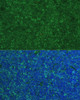 Immunofluorescence analysis of Mouse breast cells using PMAIP1 Polyclonal Antibody at dilution of  1:100. Blue: DAPI for nuclear staining.