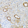 Immunohistochemistry of paraffin-embedded Rat kidney using RNASEL Polyclonal Antibody at dilution of  1:100 (40x lens).