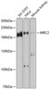 Western blot analysis of extracts of various cell lines using MRC2 Polyclonal Antibody at dilution of 1:1000.