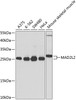 Western blot analysis of extracts of various cell lines using MAD2L2 Polyclonal Antibody at dilution of 1:1000.