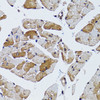 Immunohistochemistry of paraffin-embedded Mouse heart using MRPS6 Polyclonal Antibody at dilution of  1:100 (40x lens).