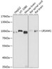 Western blot analysis of extracts of various cell lines using LRSAM1 Polyclonal Antibody at dilution of 1:1000.