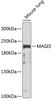 Western blot analysis of extracts of Mouse lung using MAGI3 Polyclonal Antibody at dilution of 1:1000.