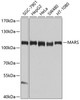 Western blot analysis of extracts of various cell lines using MARS Polyclonal Antibody at dilution of 1:1000.