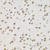 Immunohistochemistry of paraffin-embedded Mouse brain using BAF60a Polyclonal Antibody at dilution of  1:100 (40x lens).