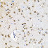 Immunohistochemistry of paraffin-embedded Rat brain using BAF60a Polyclonal Antibody