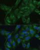 Immunofluorescence analysis of U2OS cells using FRMD6 Polyclonal Antibody at dilution of  1:100. Blue: DAPI for nuclear staining.