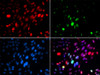 Immunofluorescence analysis of U2OS cells using Phospho-ABL1(Y204) Polyclonal Antibody