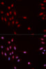 Immunofluorescence analysis of MCF-7 cells using Phospho-CHEK1(S317) Polyclonal Antibody