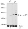 Western blot analysis of extracts of various cell lines using Phospho-c-Jun(S73) Polyclonal Antibody at dilution of 1:1000. HeLa cells were treated by UV at room tempeRature for 15-30 minutes. C6 cells were treated by UV at room tempeRature for 15-30 minutes.