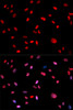 Immunofluorescence analysis of U2OS cells using Phospho-Jun(T239) Polyclonal Antibody