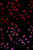 Immunofluorescence analysis of U2OS cells using Phospho-Jun(S243) Polyclonal Antibody