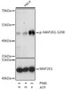 Western blot analysis of extracts of various cell lines using Phospho-MAP2K1(S298) Polyclonal Antibody at dilution of 1:1000.