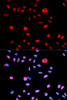 Immunofluorescence analysis of U2OS cells using Phospho-MDM2(S166) Polyclonal Antibody