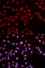 Immunofluorescence analysis of U2OS cells using Phospho-MET(Y1349) Polyclonal Antibody