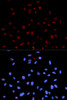 Immunofluorescence analysis of U2OS cells using Phospho-MET(Y1235) Polyclonal Antibody