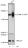 Western blot analysis of extracts of HeLa cells using Phospho-SMC1A(S957) Polyclonal Antibody at dilution of 1:1000.