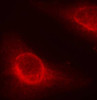 Immunofluorescence analysis of methanol-fixed HeLa cells using Phospho-CFL1(S3) Polyclonal Antibody