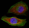 Immunofluorescence analysis of methanol-fixed HeLa cells showing cytoplasmic, nuclear staining using Phospho-MAPK3(T202) Polyclonal Antibody