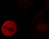 Immunofluorescence analysis of methanol-fixed HeLa cells showing centrosome and nuclear staining using Phospho-MAPK3(Y204) Polyclonal Antibody