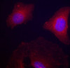 Immunofluorescence analysis of methanol-fixed HeLa cells using Phospho-GSK3B（Y216）/GSK3A（Y279）Polyclonal Antibody