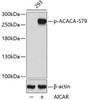 Western blot analysis of extracts from 293 cells using Phospho-ACACA(S79) Polyclonal Antibody.