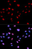 Immunofluorescence analysis of MCF-7 cells using Phospho-CDK1(T161) Polyclonal Antibody