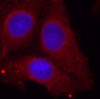 Immunofluorescence analysis of methanol-fixed HeLa cells using Phospho-GAP43(S41) Polyclonal Antibody