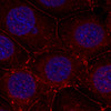 Immunofluorescence analysis of methanol-fixed MCF-7 cells using Phospho-IGF1R(Y1161) Polyclonal Antibody