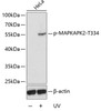 Western blot analysis of extracts from HeLa cells using Phospho-MAPKAPK2(T334) Polyclonal Antibody.