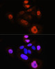 Immunofluorescence analysis of HeLa cells using Phospho-YAP1(S127) Polyclonal Antibody at dilution of  1:100 (40x lens). Blue: DAPI for nuclear staining.