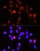 Immunofluorescence analysis of NIH-3T3 cells using Phospho-YAP1(S127) Polyclonal Antibody at dilution of  1:100 (40x lens). Blue: DAPI for nuclear staining.