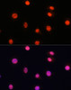 Immunofluorescence analysis of L929 cells using Phospho-Smad2（S465/467）/Smad3（S423/425) Polyclonal Antibody at dilution of  1:100. Blue: DAPI for nuclear staining.