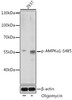 Western blot analysis of extracts of 293T cells using Phospho-AMPKα1(S485) Polyclonal Antibody at dilution of 1:1000. 293T cells were treated by oligomycin (0. 5 uM) at 37°C for 30 minutes.