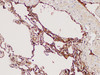 Immunohistochemistry of paraffin-embedded Human lung using DMBT1 Polycloanl Antibody at dilution of 1:300
