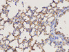 Immunohistochemistry of paraffin-embedded Mouse lung using DMBT1 Polycloanl Antibody at dilution of 1:300