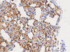 Immunohistochemistry of paraffin-embedded Rat lung using DMBT1 Polycloanl Antibody at dilution of 1:300