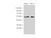 Western Blot analysis of HepG2 and MCF-7 cells using GPC1 Polyclonal Antibody at dilution of 1:3000