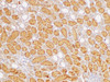 Immunohistochemistry of paraffin-embedded Rat kidney using GPC1 Polycloanl Antibody at dilution of 1:300