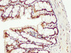 Immunohistochemistry of paraffin-embedded Mouse colon using NPM1 Polycloanl Antibody at dilution of 1:200.