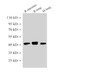 Western Blot analysis of Rat intestine, Rat lung and Mouse lung using CK19 Polyclonal Antibody at dilution of 1:10000.