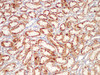 Immunohistochemistry of paraffin-embedded Rat kidney using CK19 Polycloanl Antibody at dilution of 1:200.